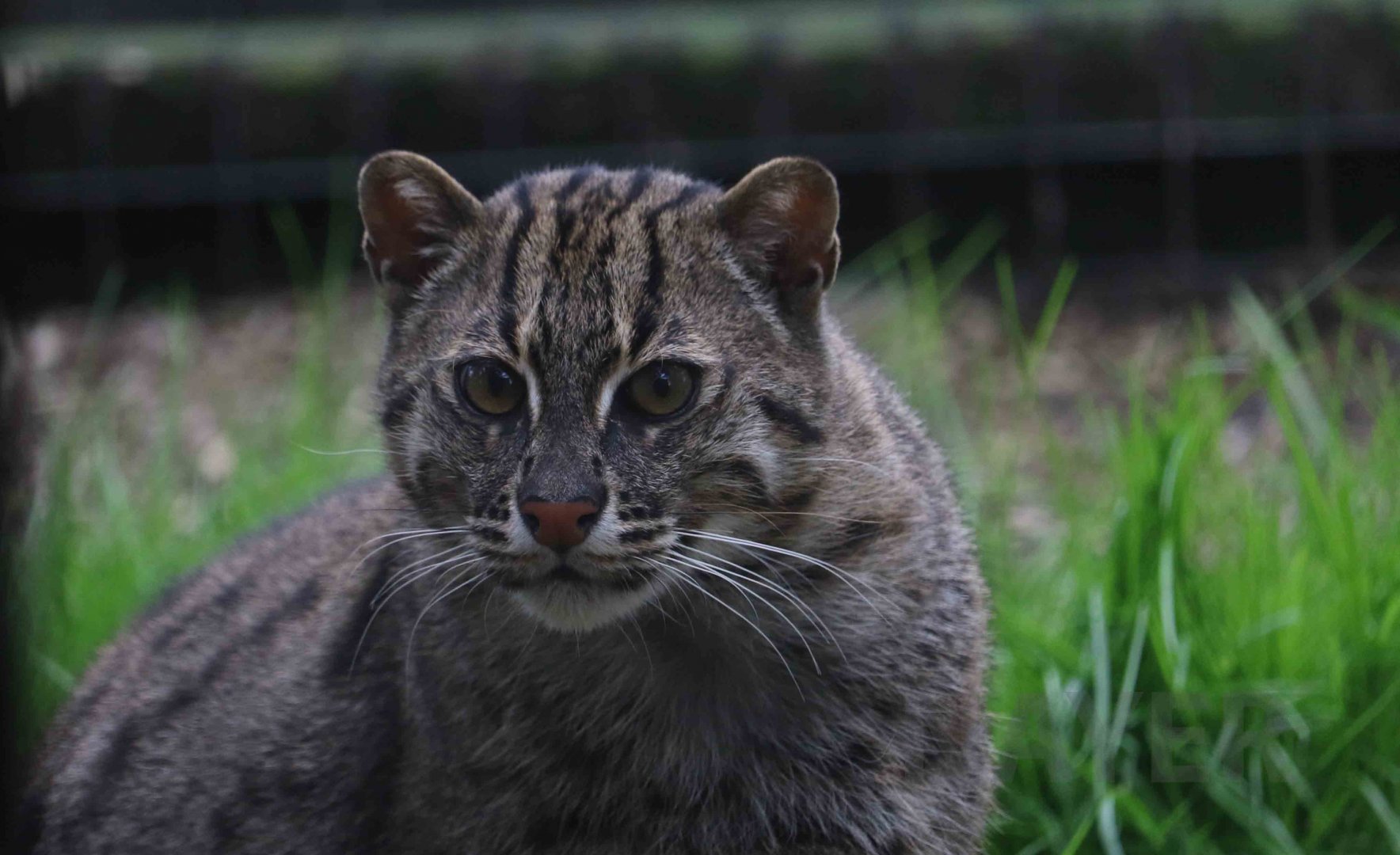 Fishing cat, April 2017