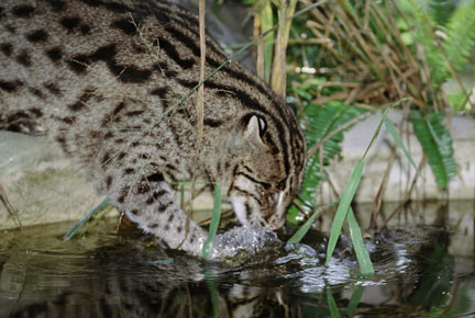 fishing cat at BCR