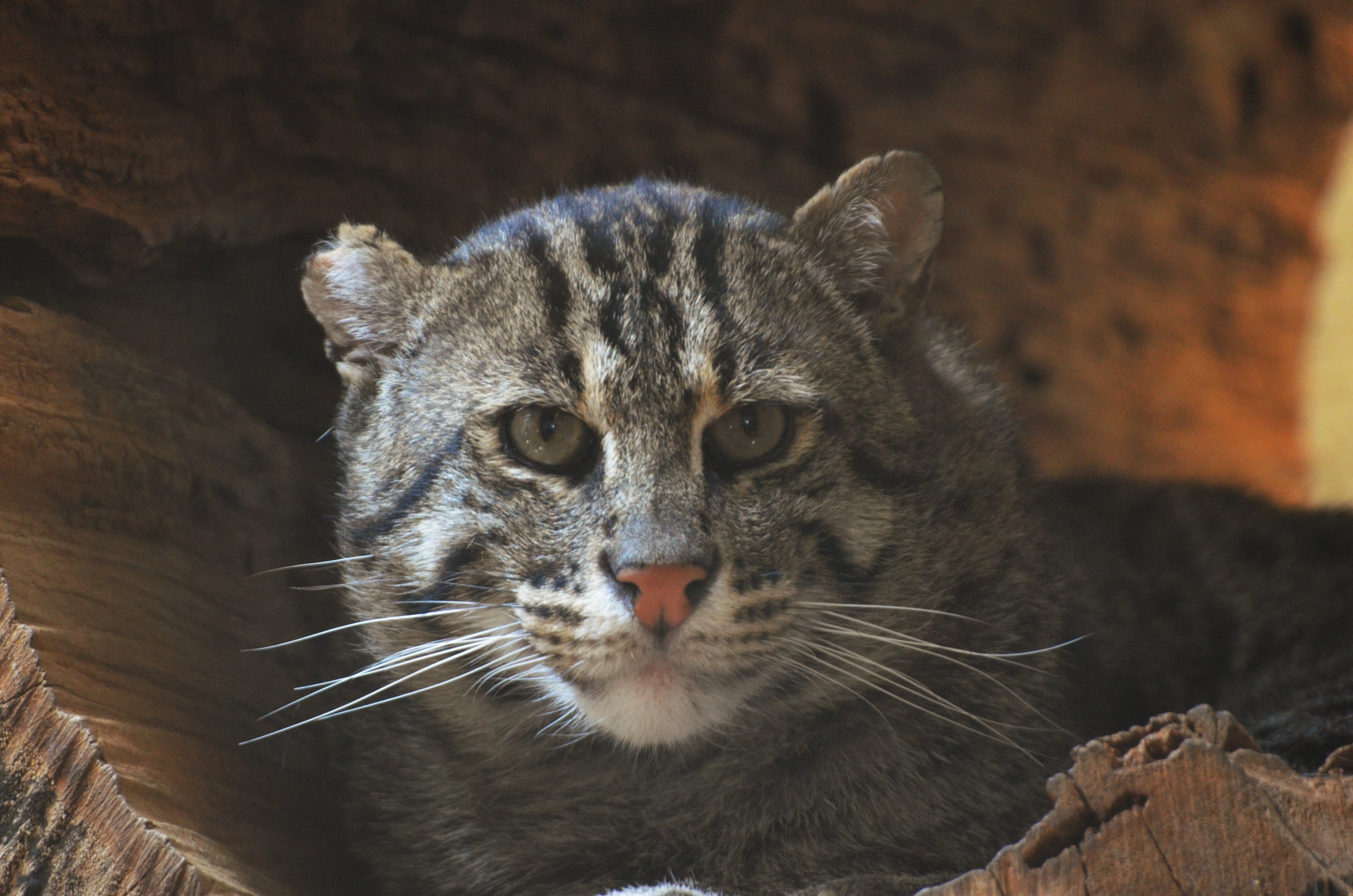 Fishing Cat at Duisburg, 17/06/19