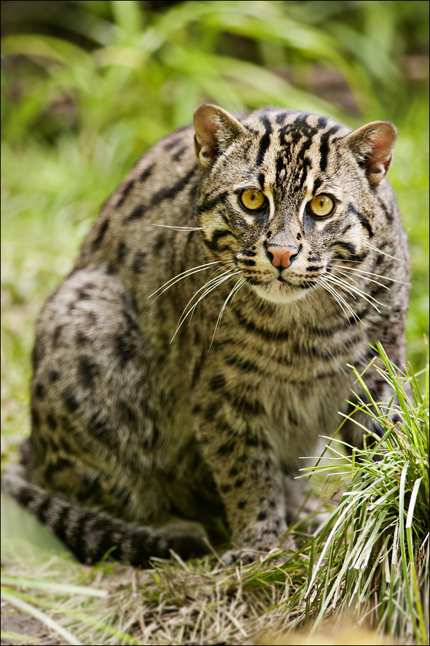 Fishing cat at Hellabrunn, München