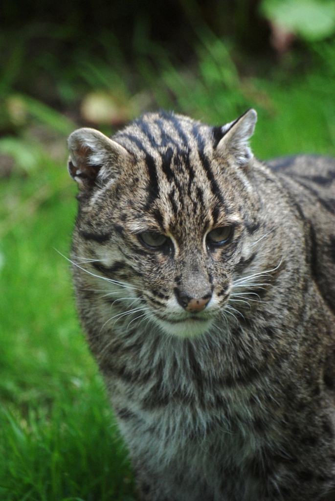 Fishing Cat at Howletts, 30/08/14