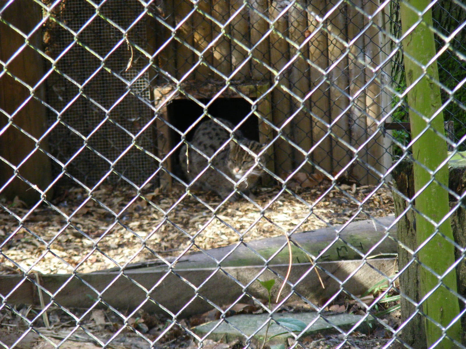 Fishing cat at Howletts Wild Animal Park, 3 April 2010