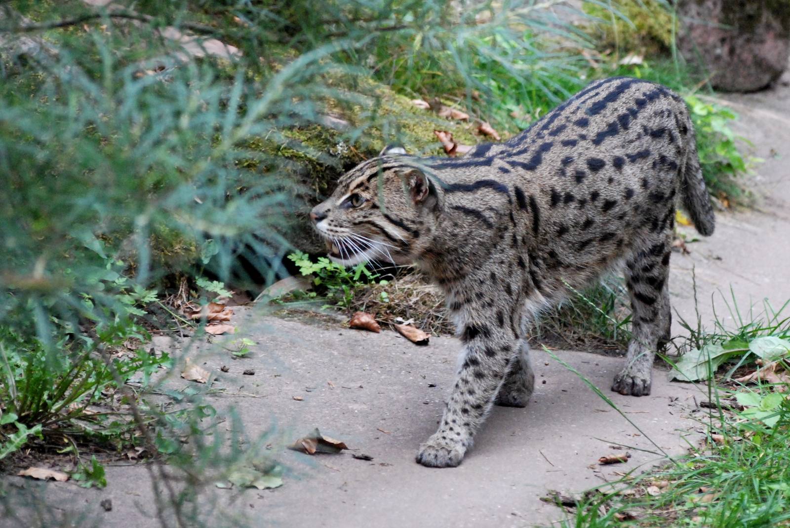 Fishing Cat at Nuremberg, 04/09/15