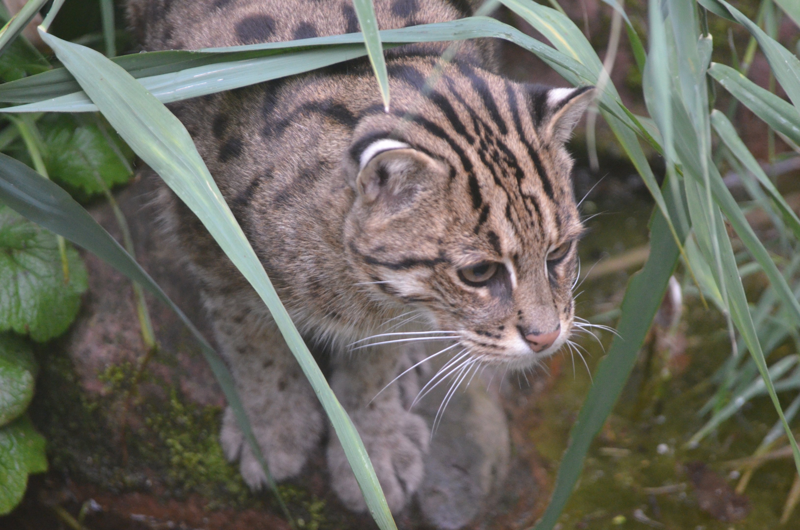 Fishing Cat at Nuremberg, 07/09/19