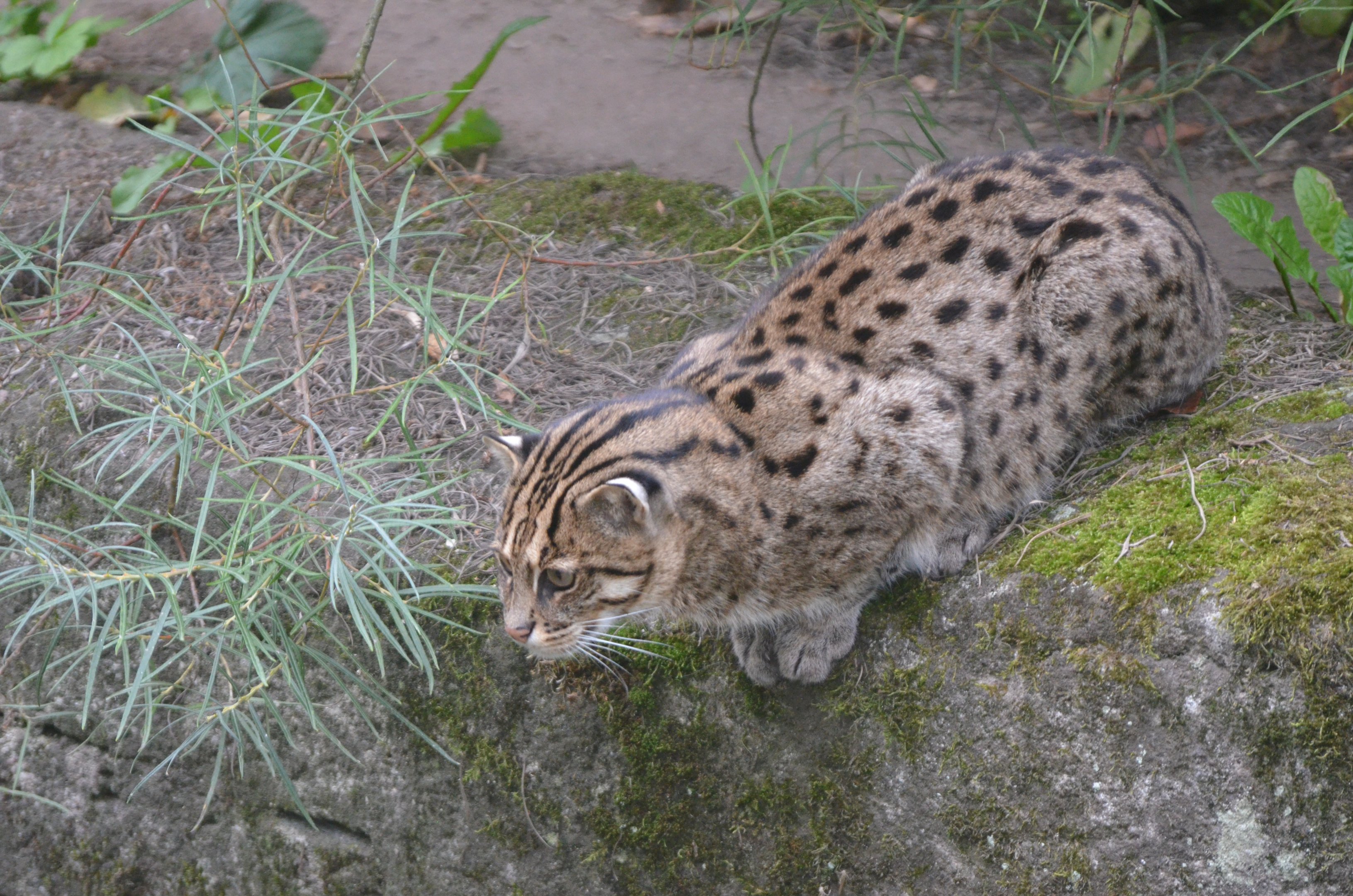 Fishing Cat at Nuremberg, 08/09/19