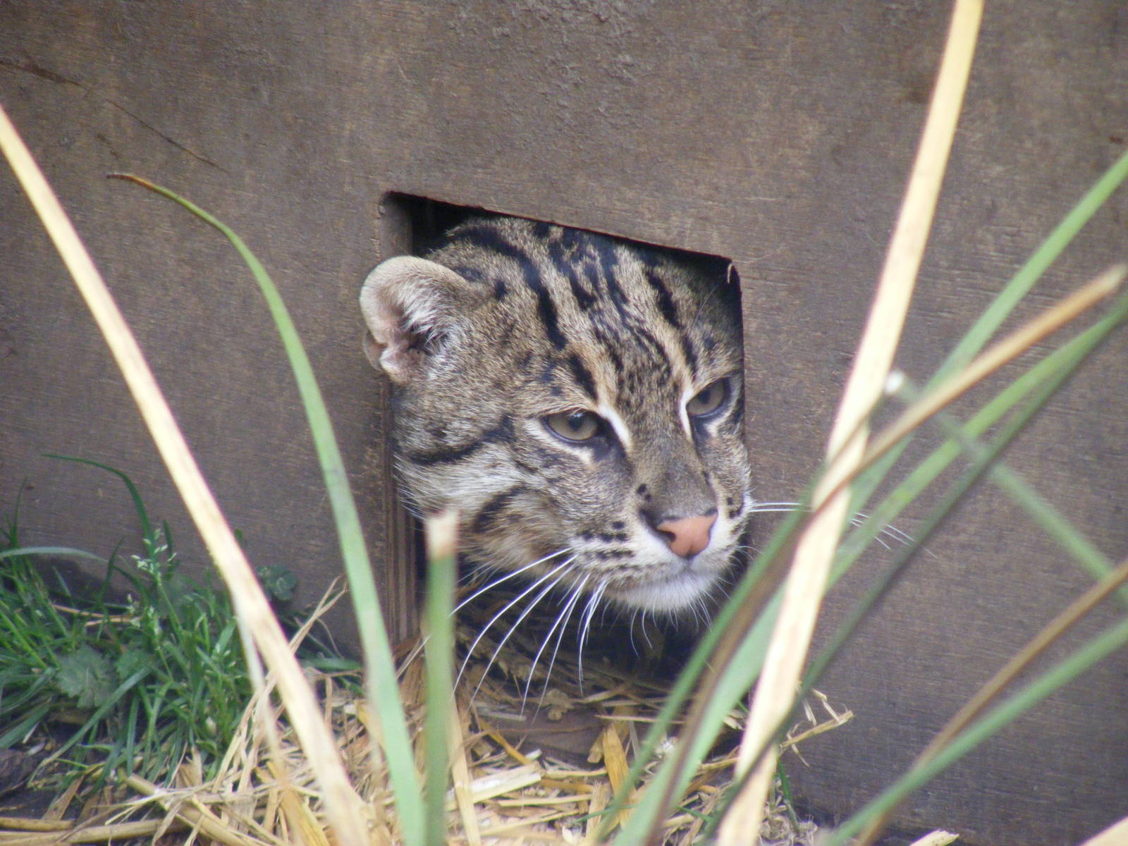 Fishing cat at RSCC, 15 August 2010