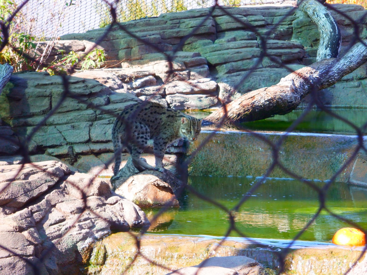 Fishing Cat at the Greensboro Science Center