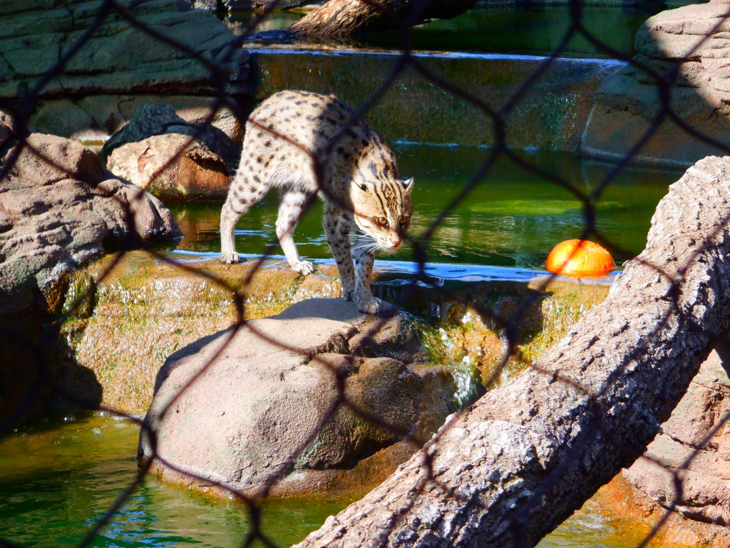 Fishing Cat at the Greensboro Science Center
