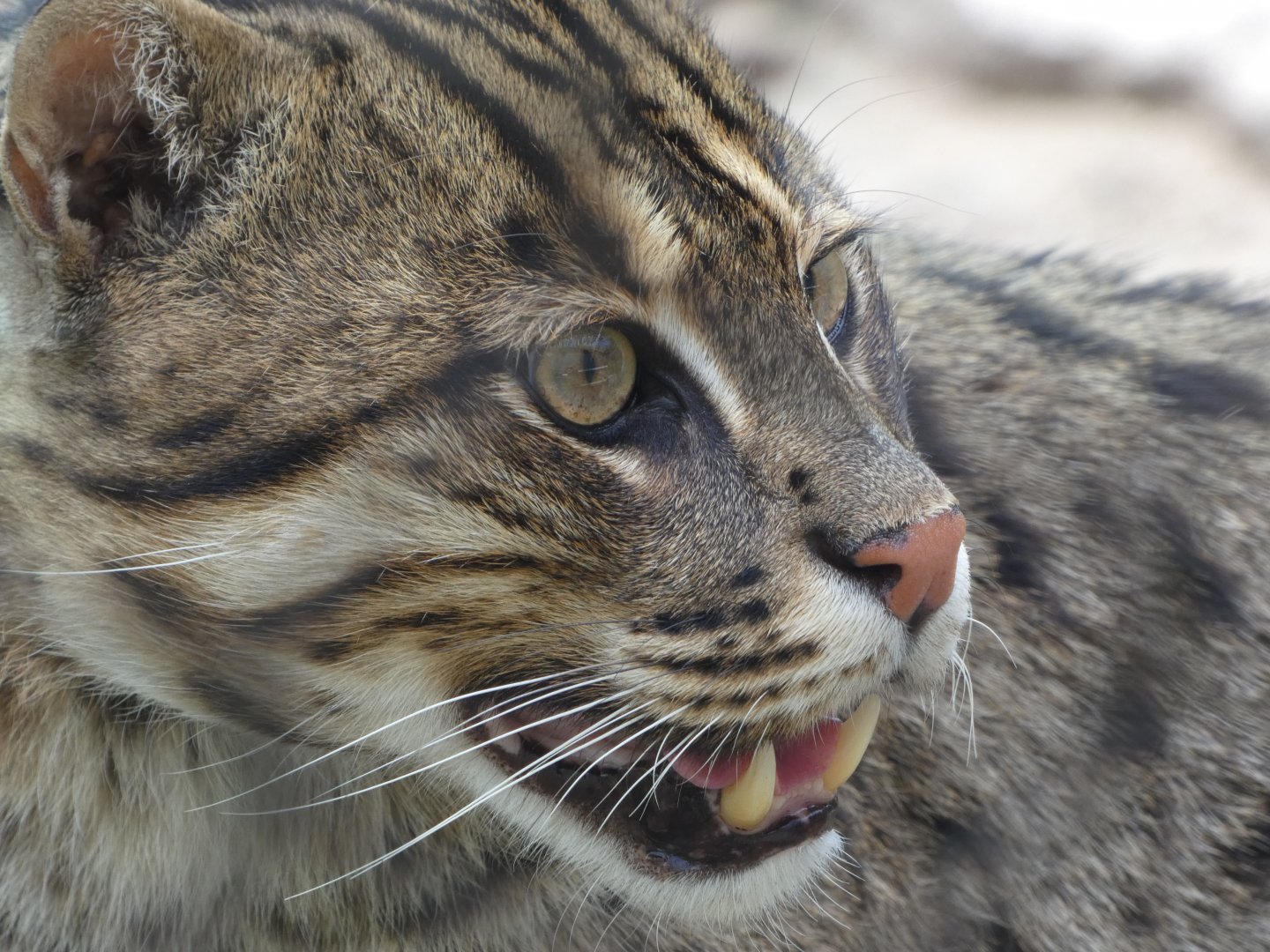 Fishing Cat at the Greensboro Science Center