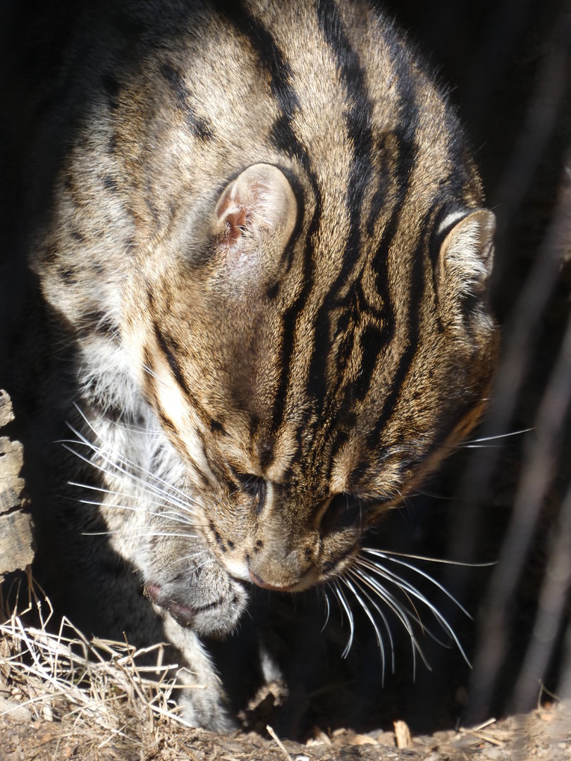 Fishing Cat at the Greensboro Science Center