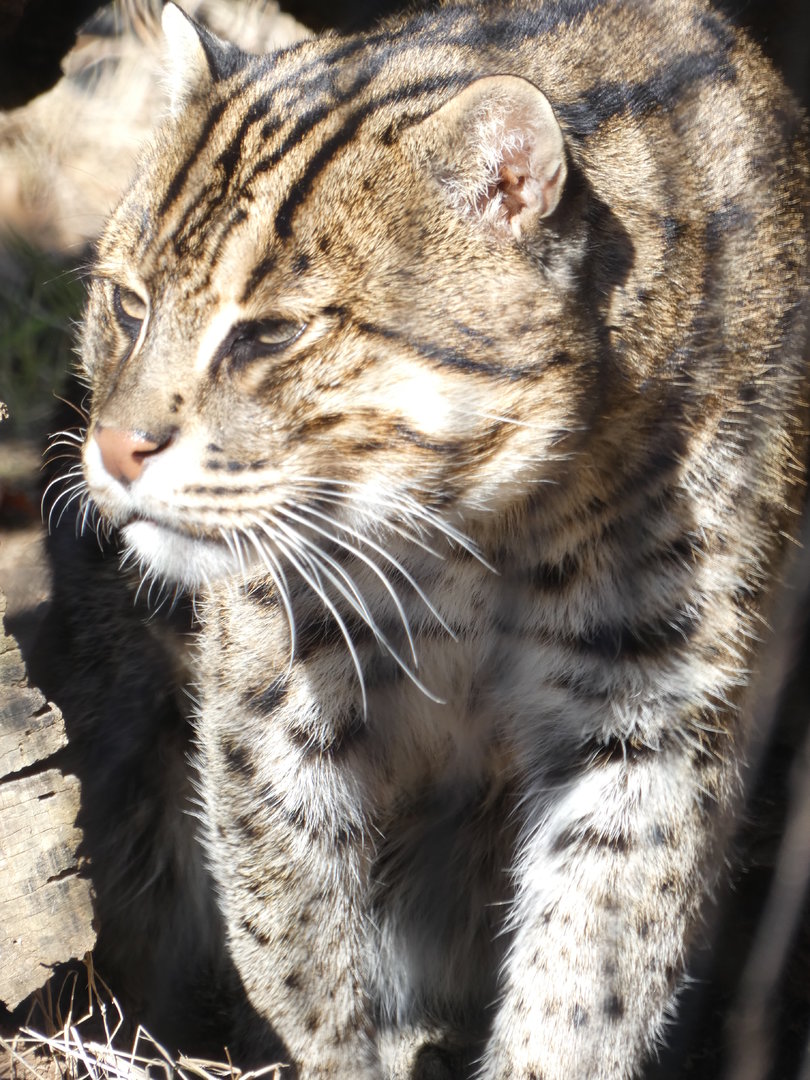 Fishing Cat at the Greensboro Science Center