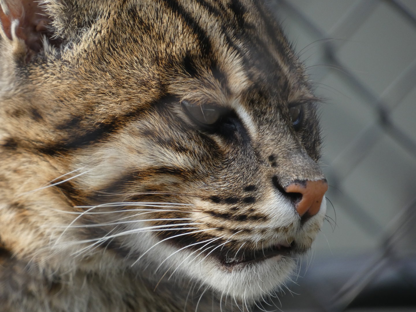 Fishing Cat at the Greensboro Science Center