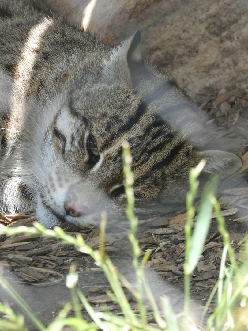 Fishing Cat at the Greensboro Science Center