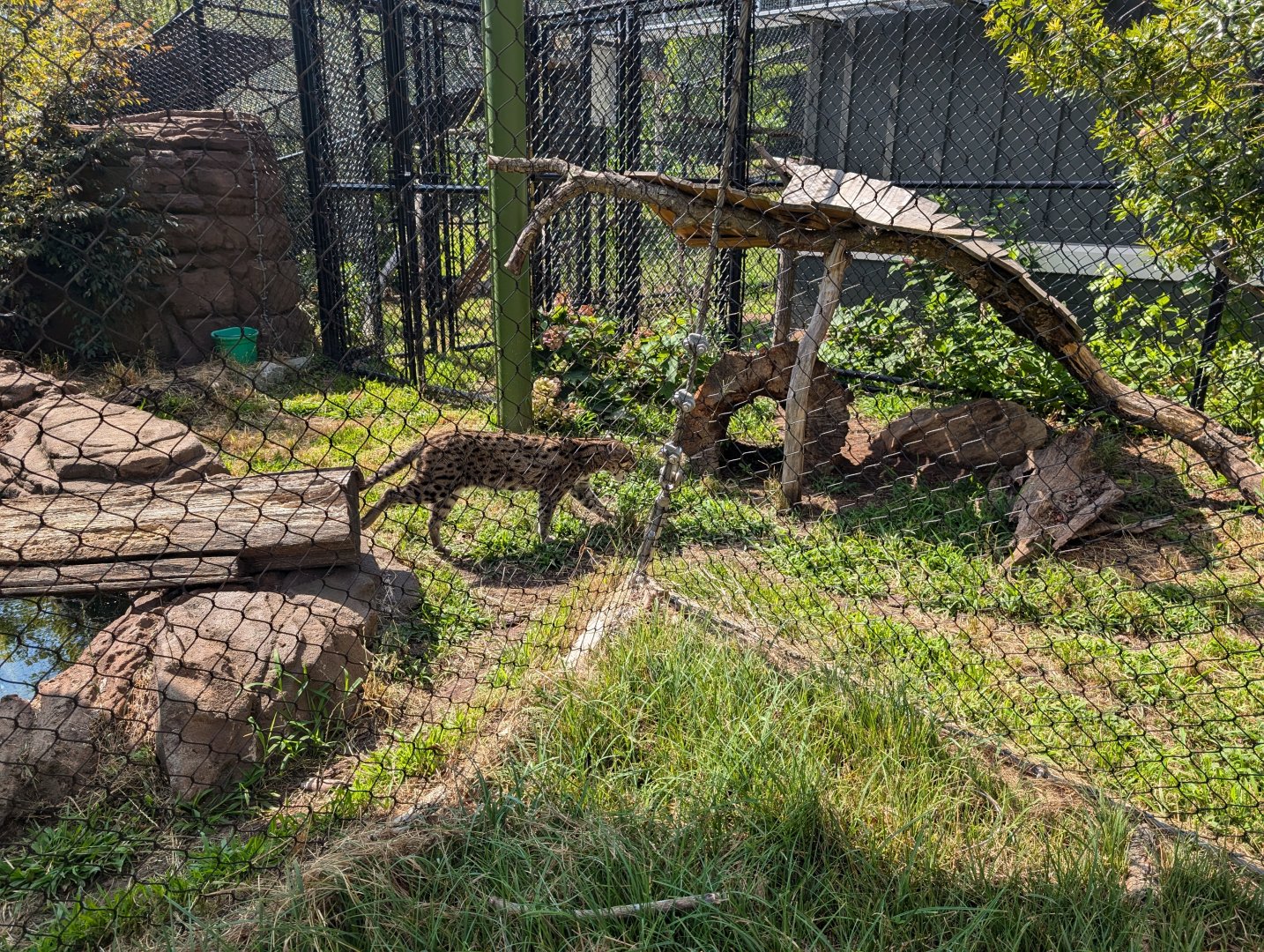 Fishing Cat at the Greensboro Science Center