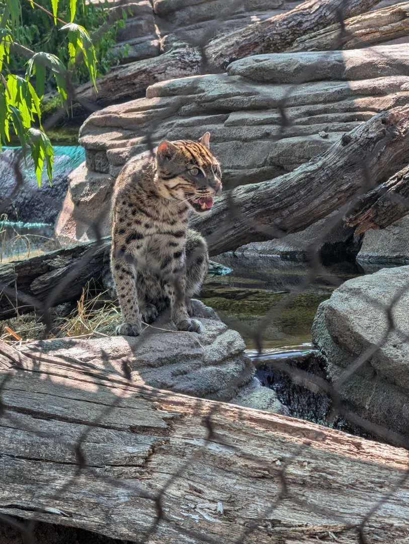 Fishing Cat at the Greensboro Science Center