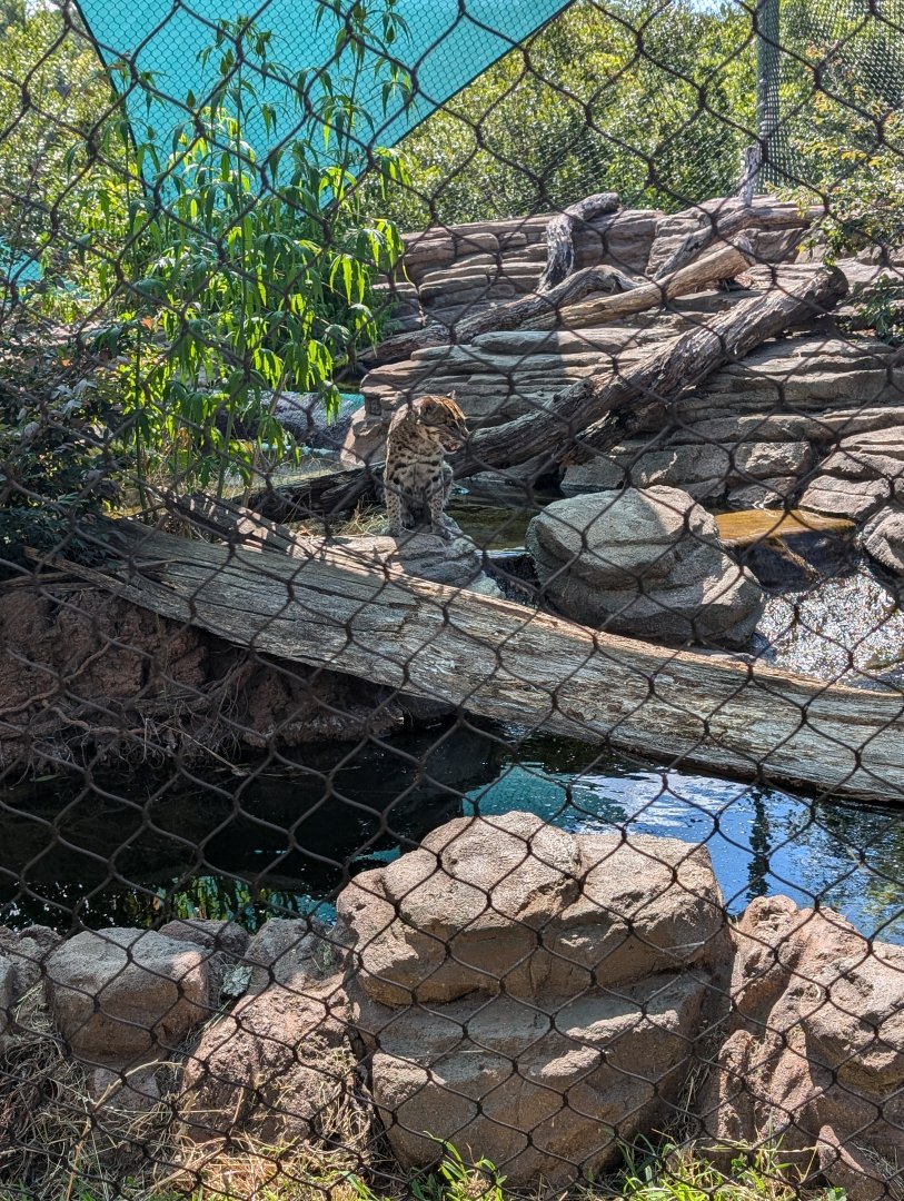 Fishing Cat at the Greensboro Science Center