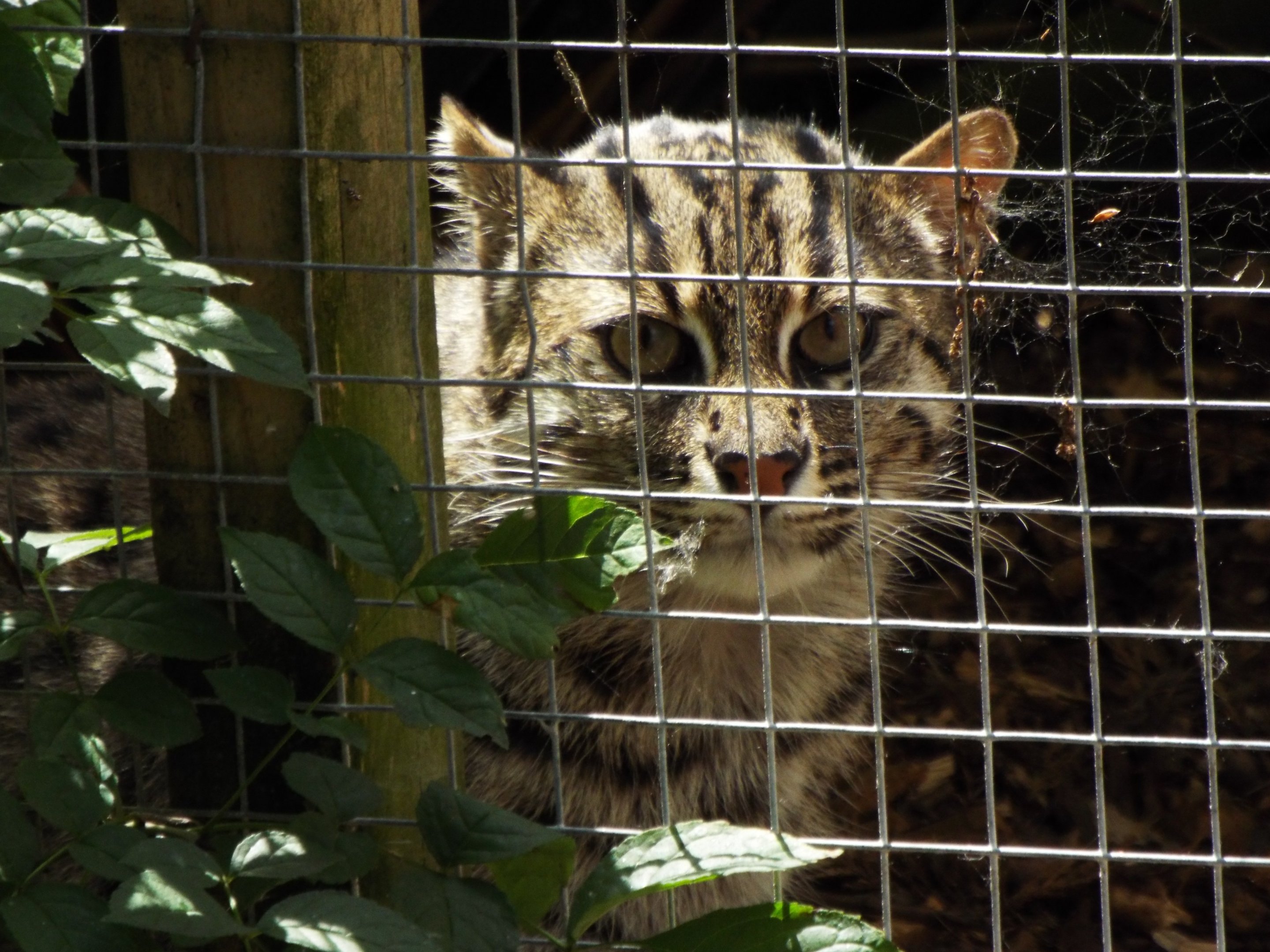 Fishing Cat Axe Valley