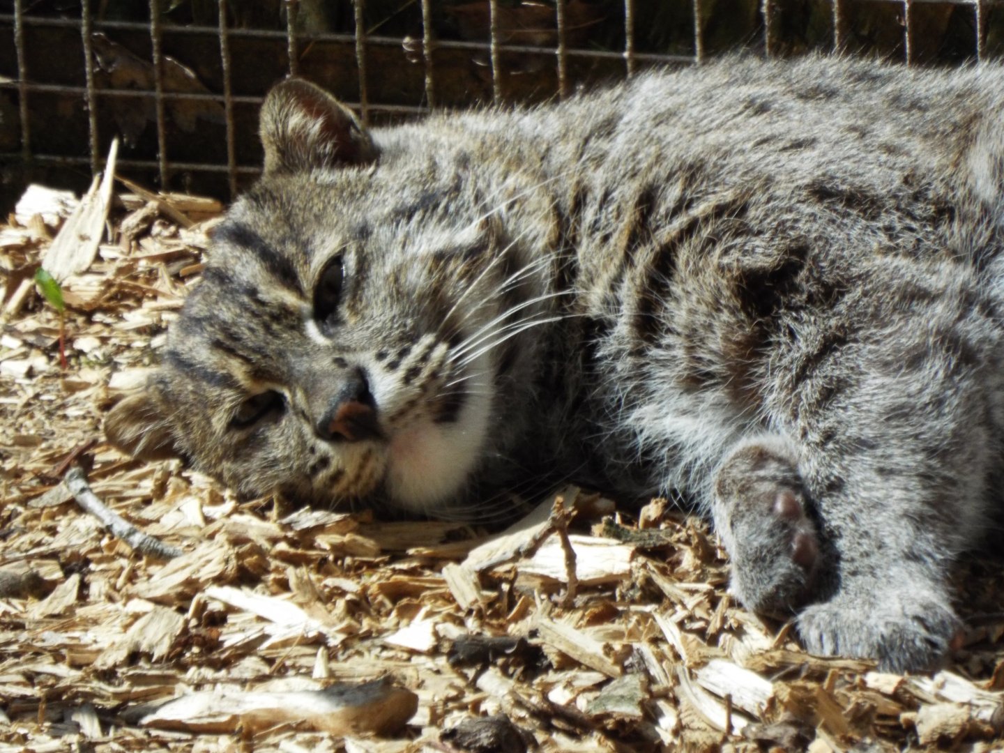 Fishing Cat, Axe Valley