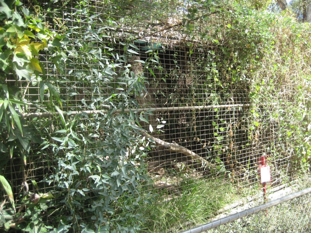 Fishing Cat cage