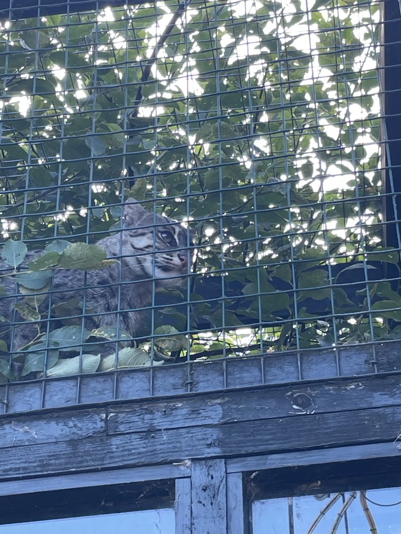 Fishing cat climbing