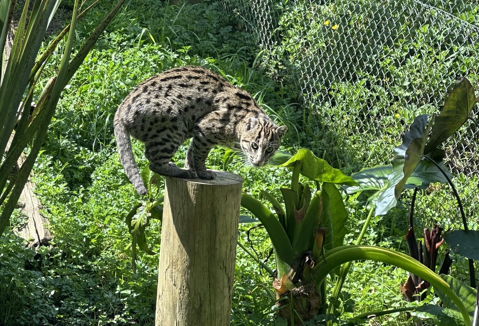 Fishing Cat (Climbing)