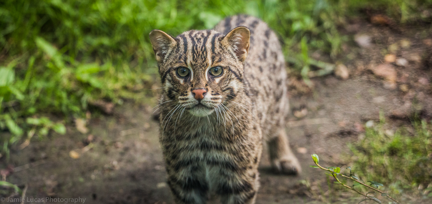 Fishing Cat cub