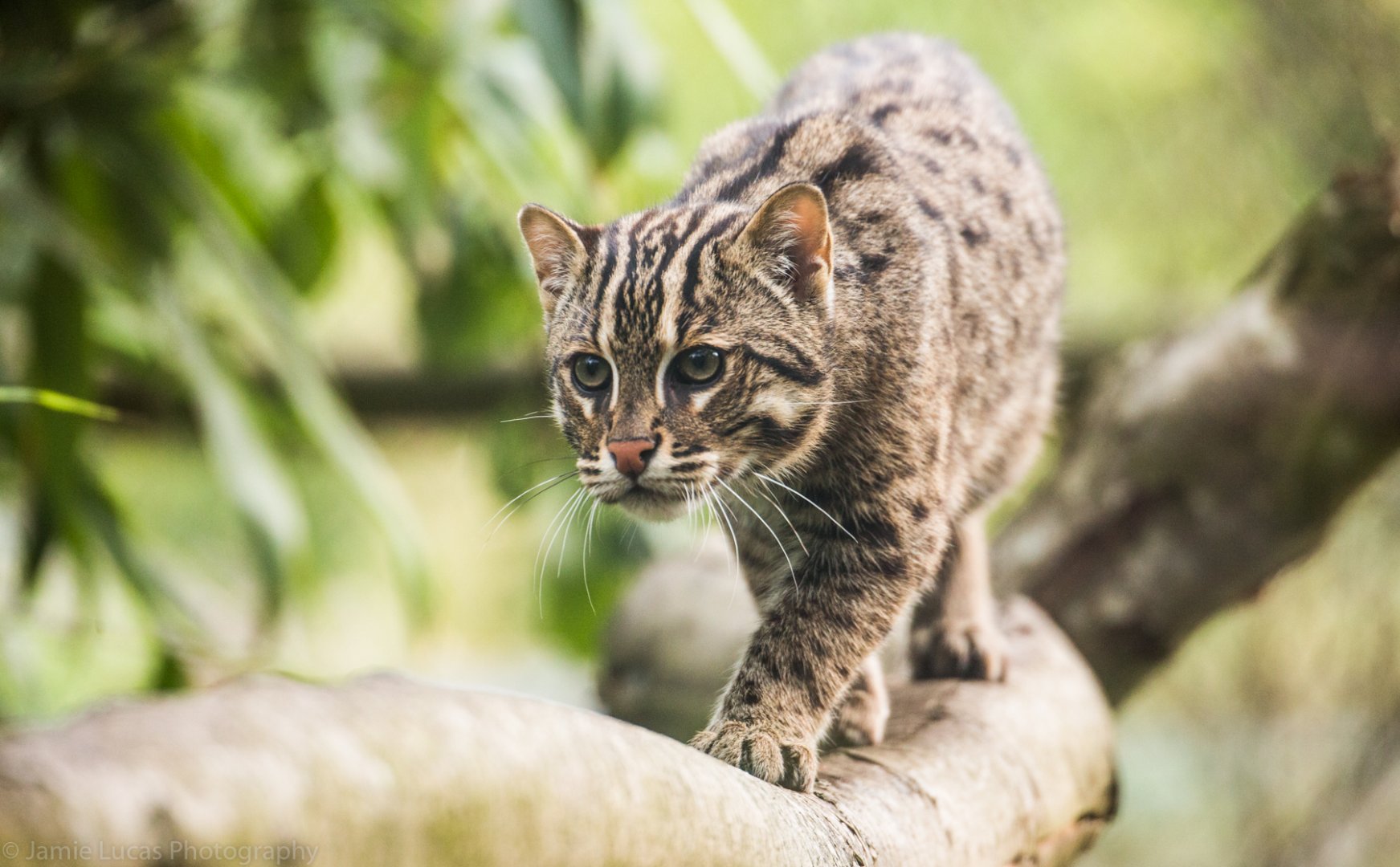 Fishing Cat cub