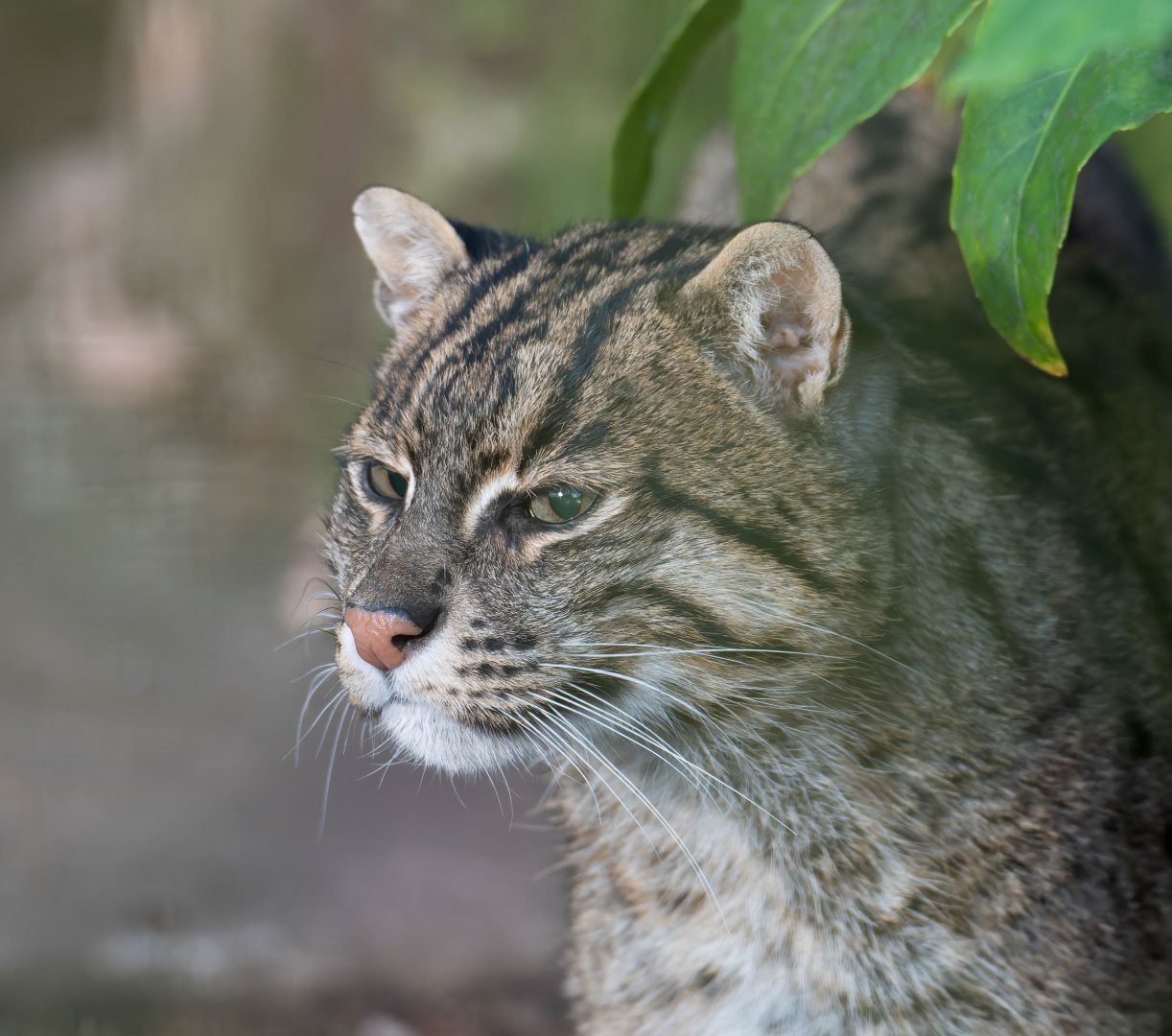 Fishing Cat, Drayton manor theme park zoo, UK