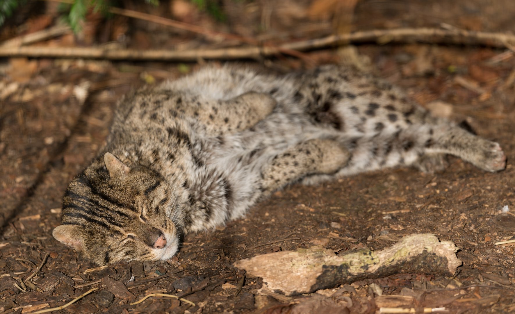 Fishing cat, Drayton Manor, UK