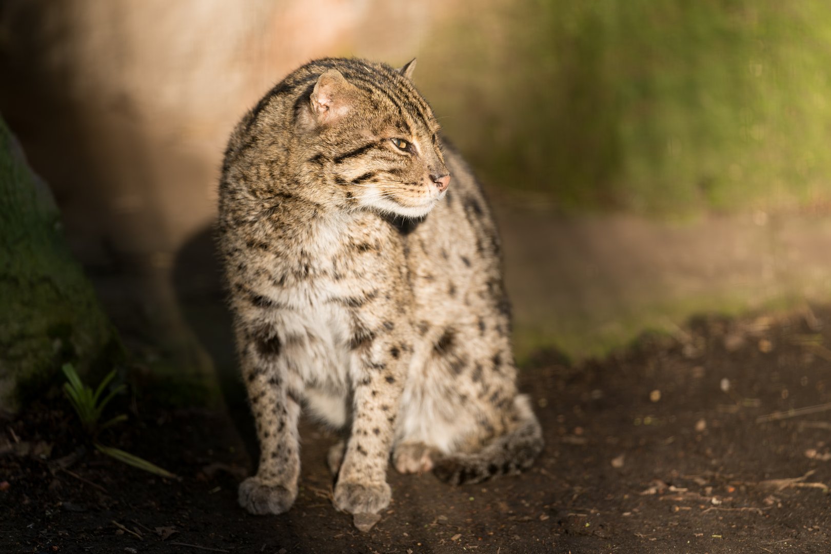 Fishing cat, Drayton Manor, UK