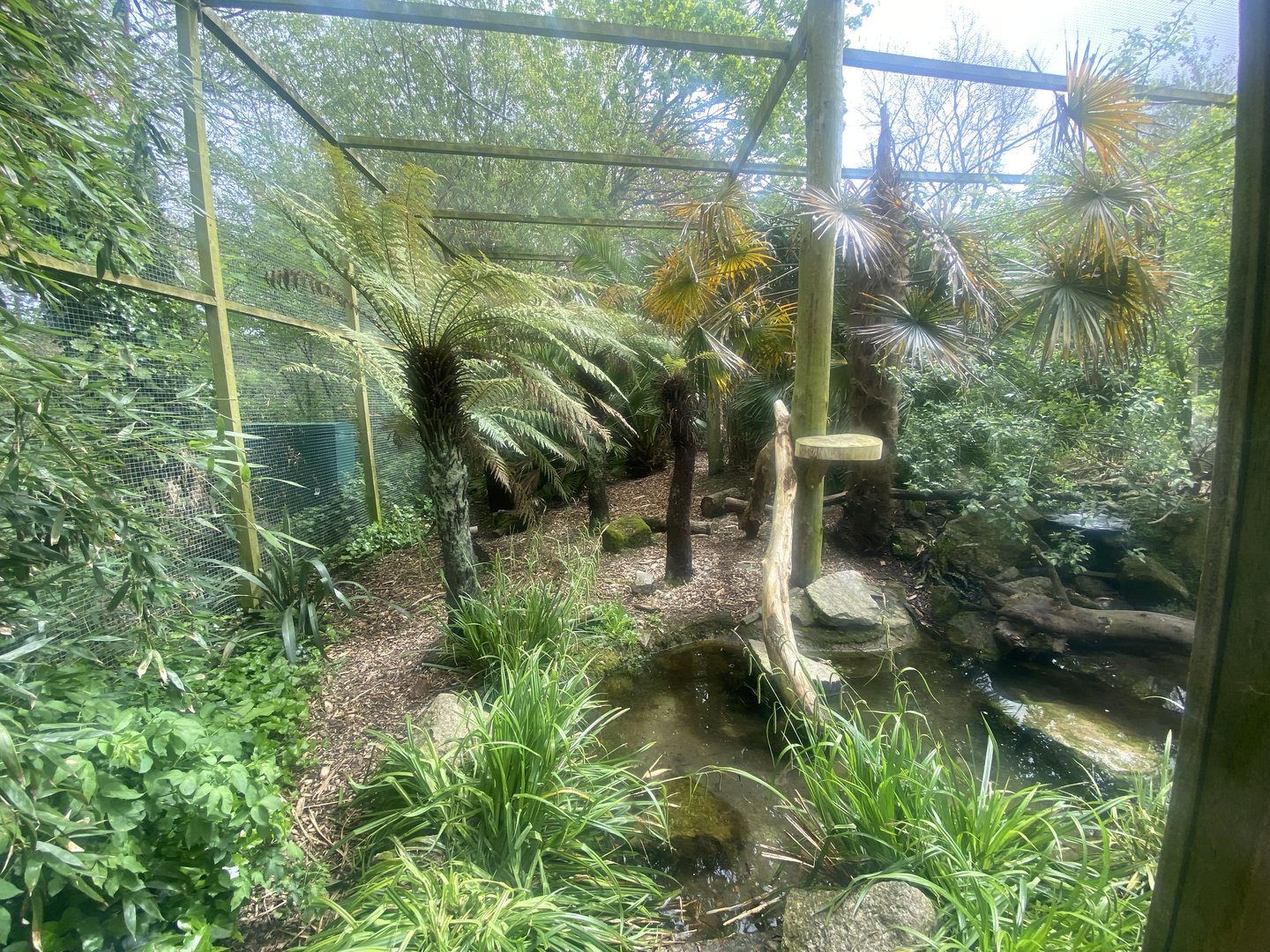 Fishing cat enclosure 060523