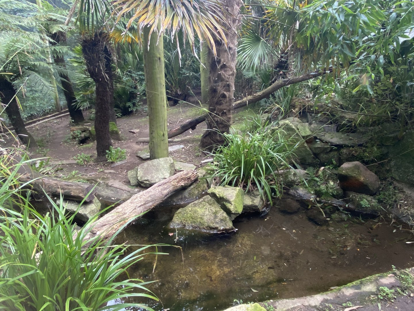 Fishing cat enclosure 070920