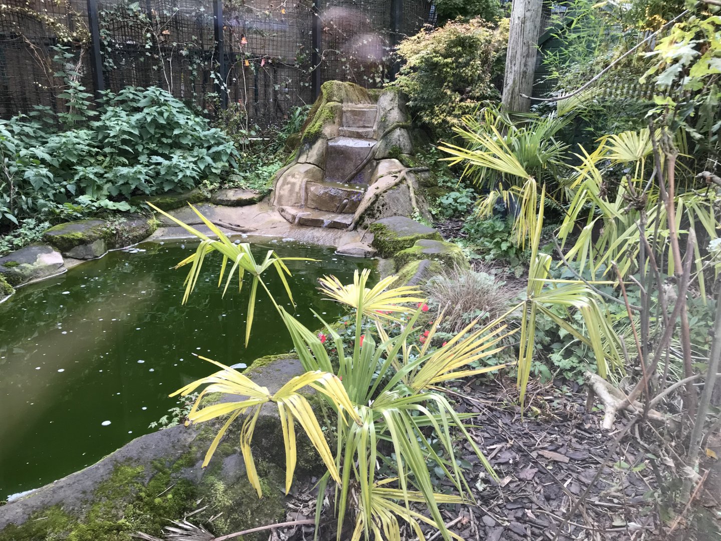 Fishing cat enclosure 1