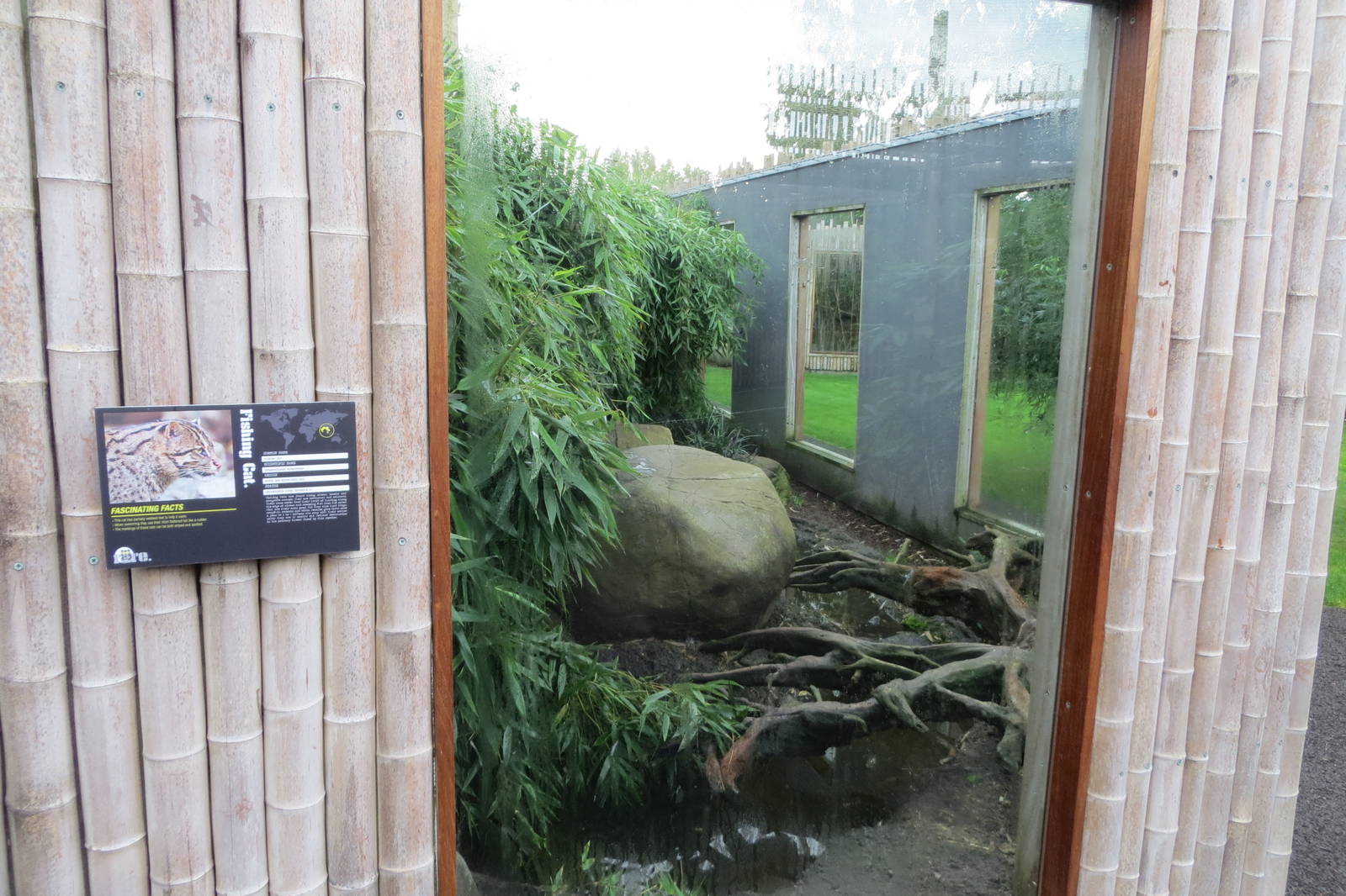 Fishing Cat Enclosure 10/14