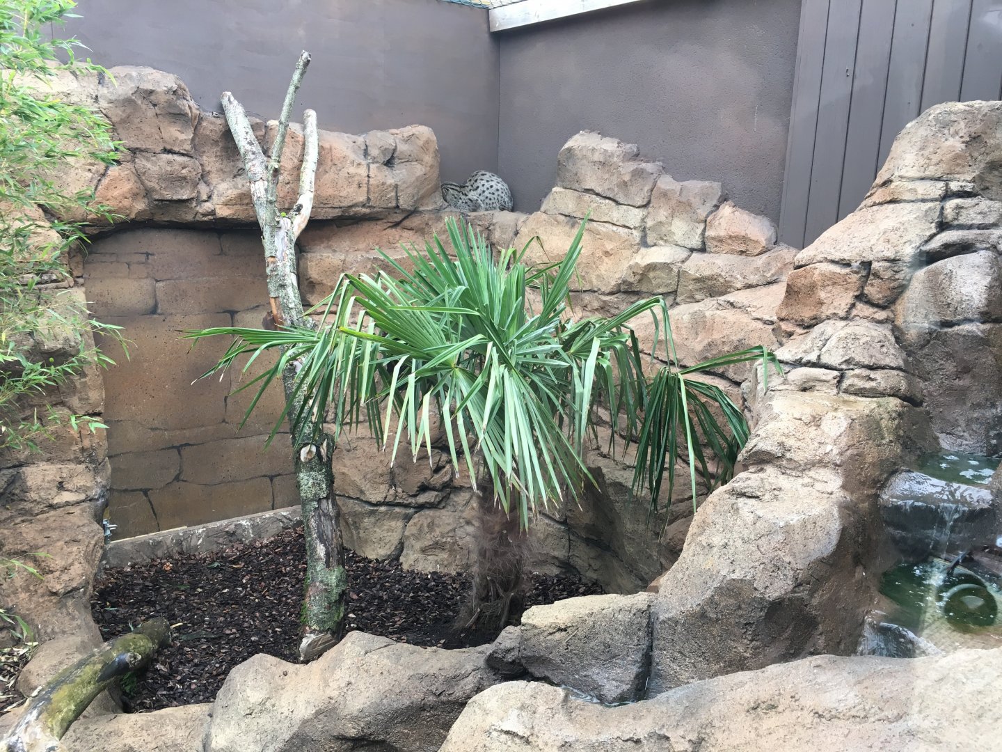 Fishing cat enclosure 100917