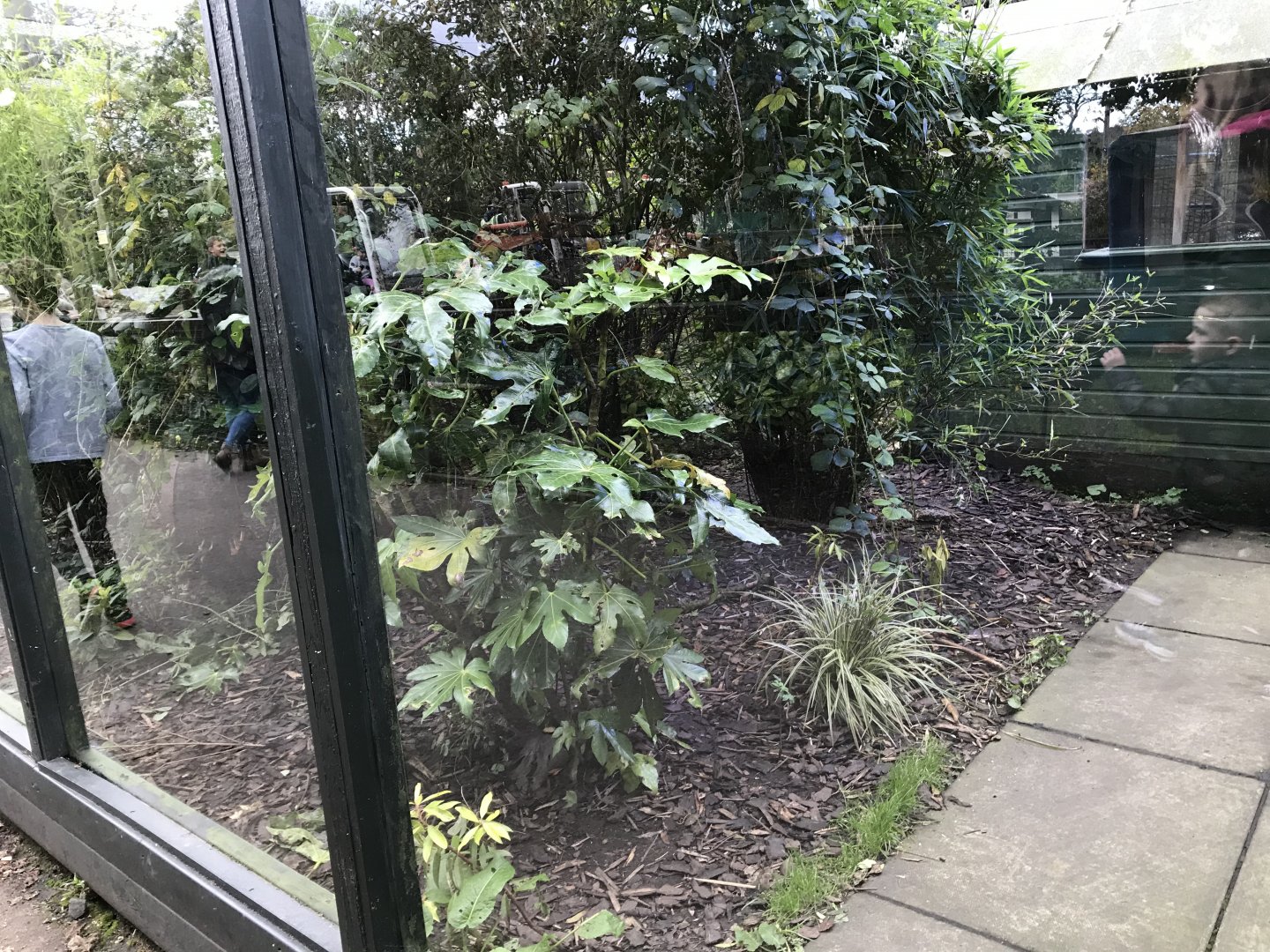 Fishing cat enclosure 2