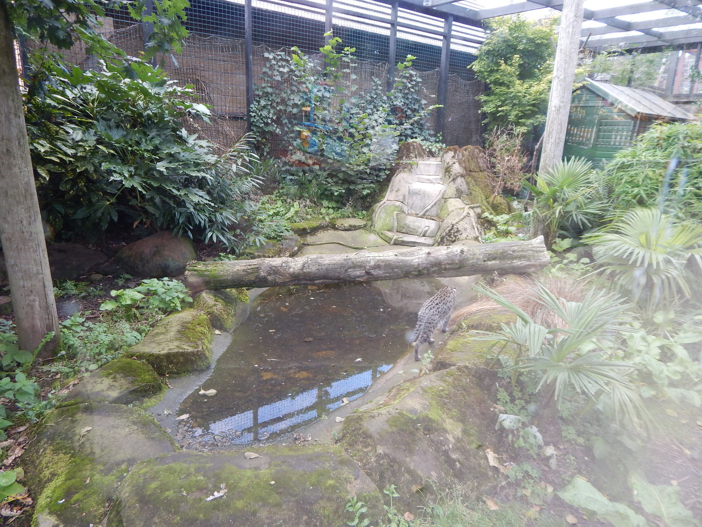Fishing cat enclosure 200922