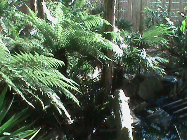 fishing cat enclosure 211010
