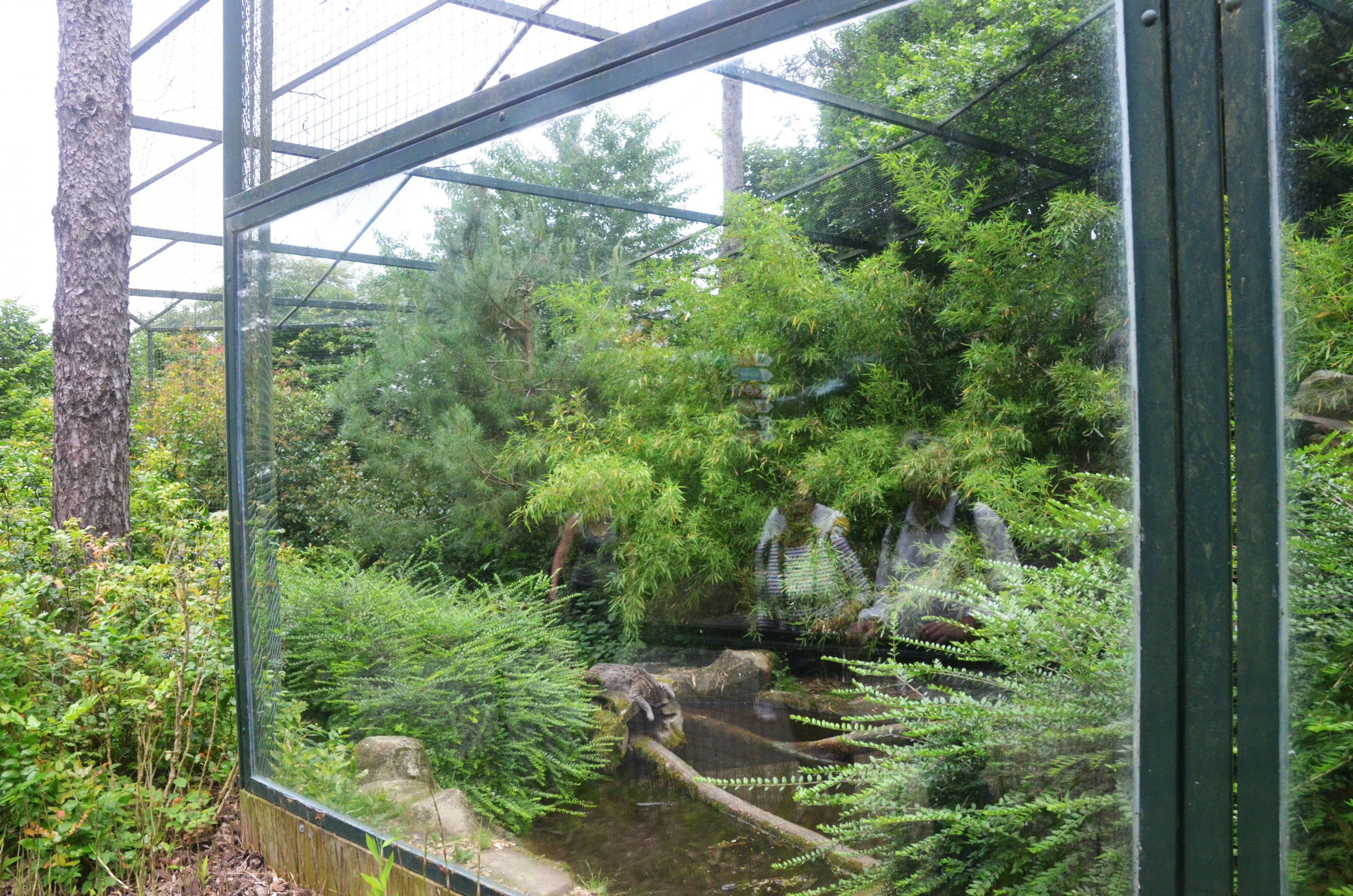 Fishing Cat Enclosure at Beauval, 12/06/18