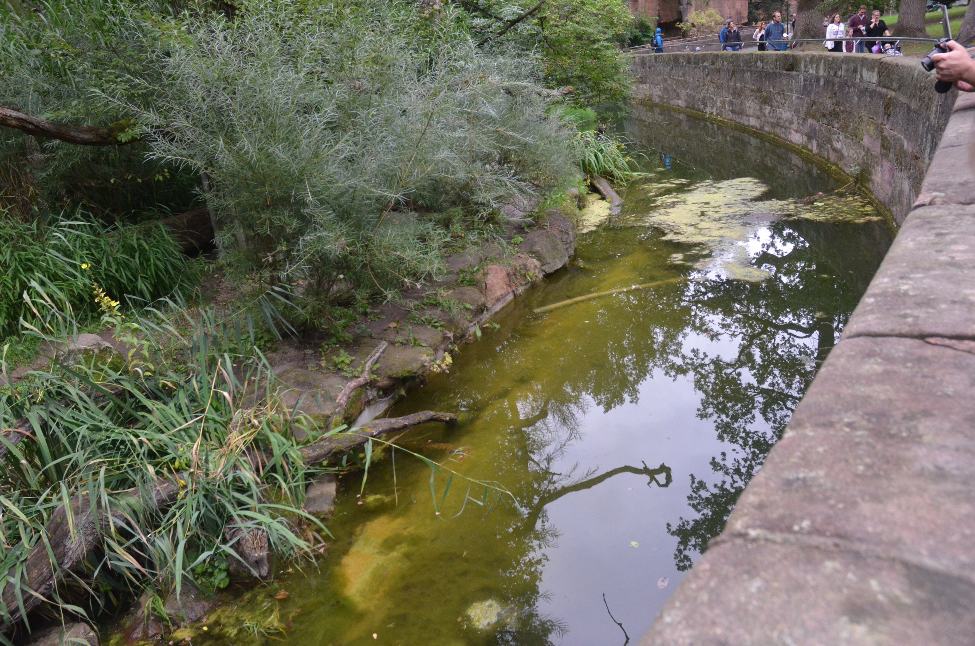 Fishing Cat Enclosure at Nuremberg, 07/09/19