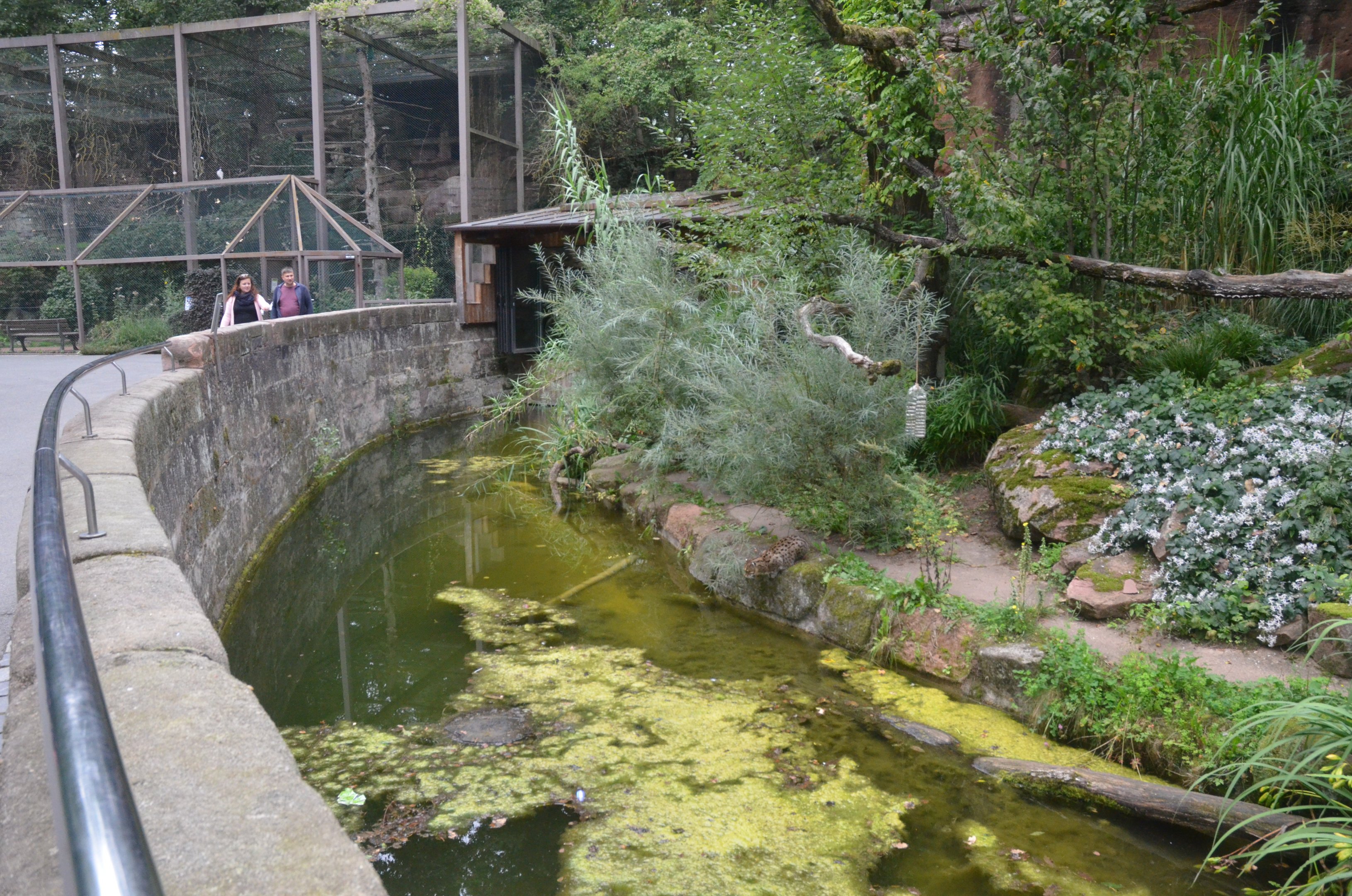 Fishing Cat Enclosure at Nuremberg, 08/09/19
