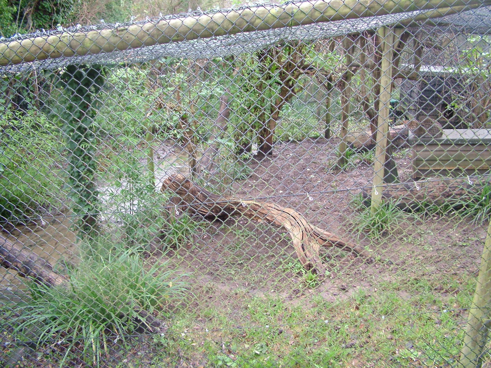 Fishing Cat enclosure at Port Lympne 27/11/09