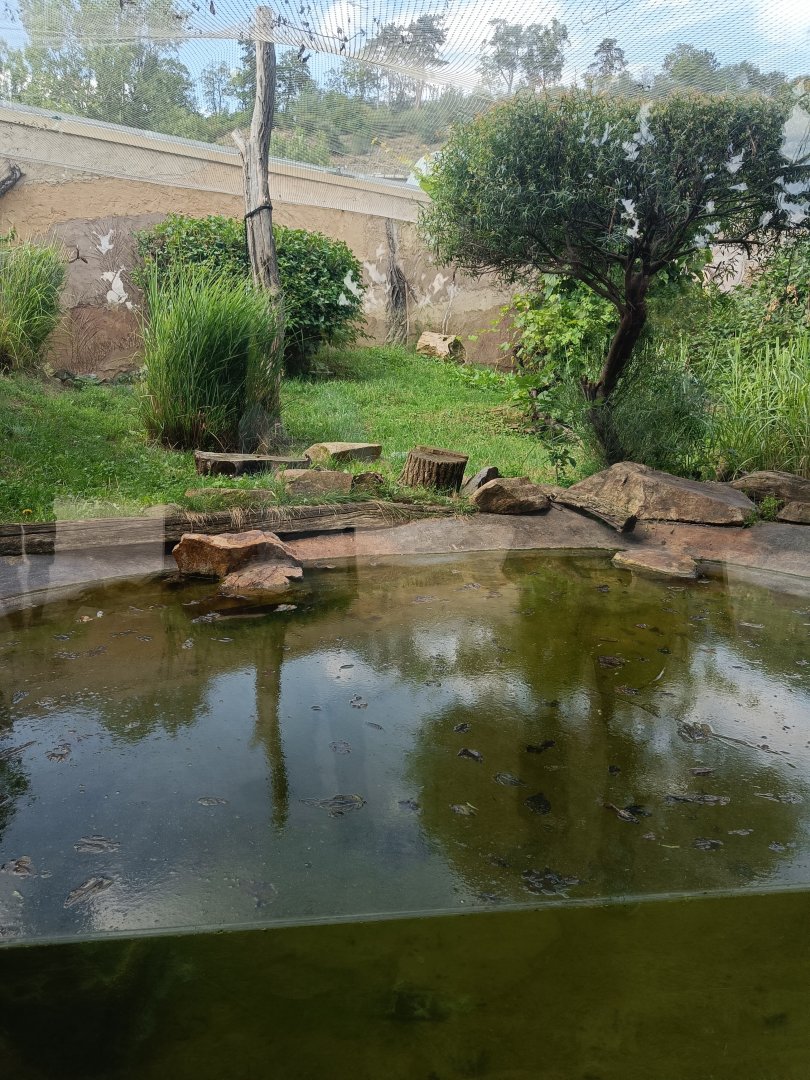 Fishing Cat enclosure - Feline and Cat Pavilion