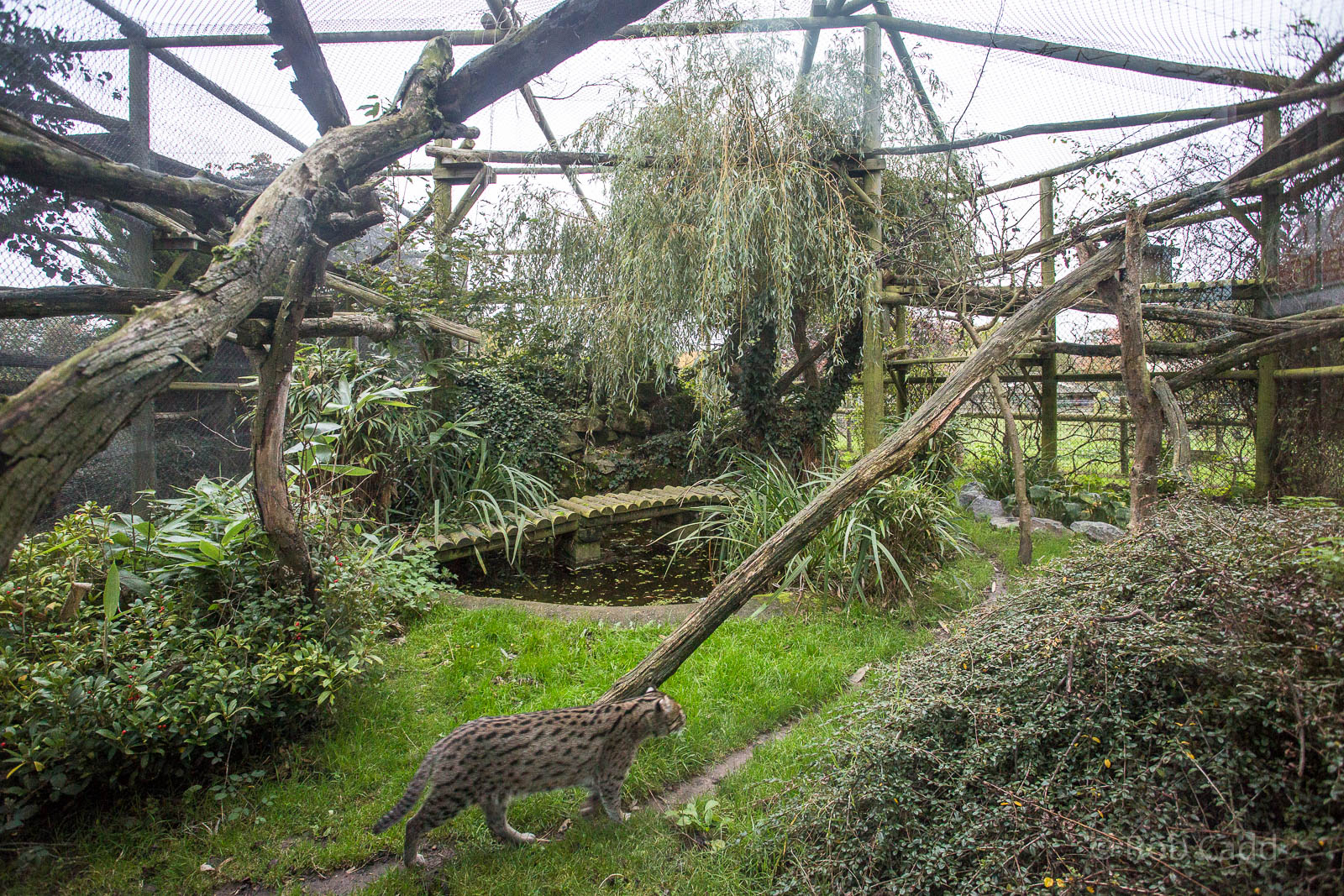 Fishing cat (enclosure) : Howletts : 17 Oct 2014