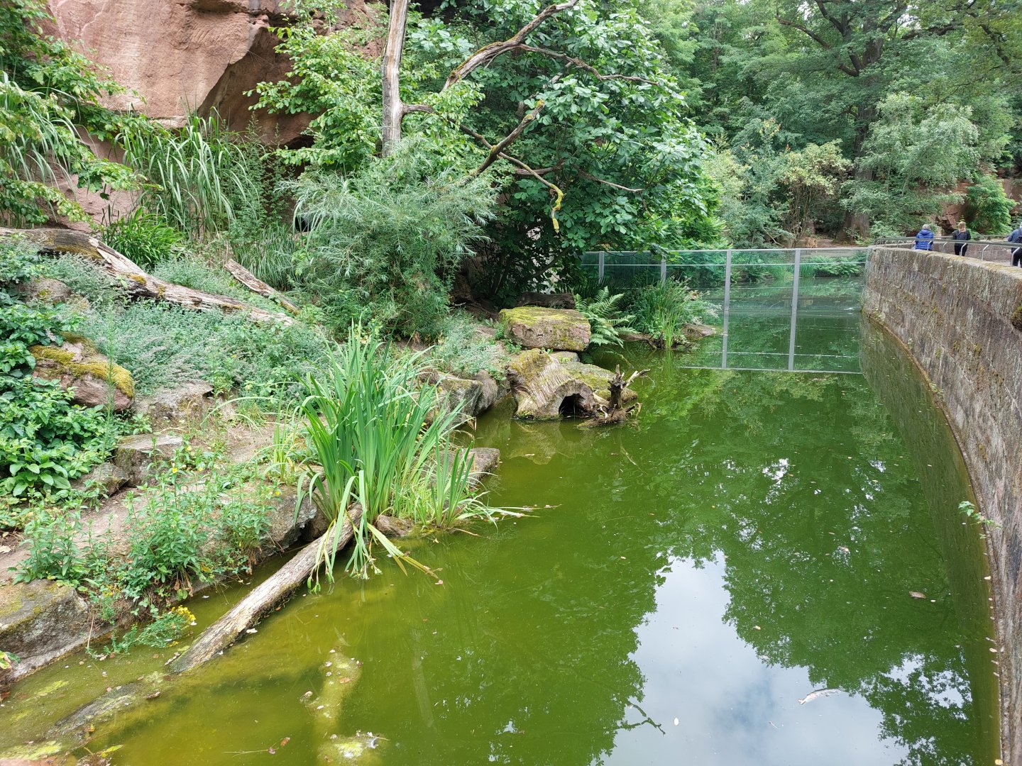 Fishing cat enclosure with view towards lions