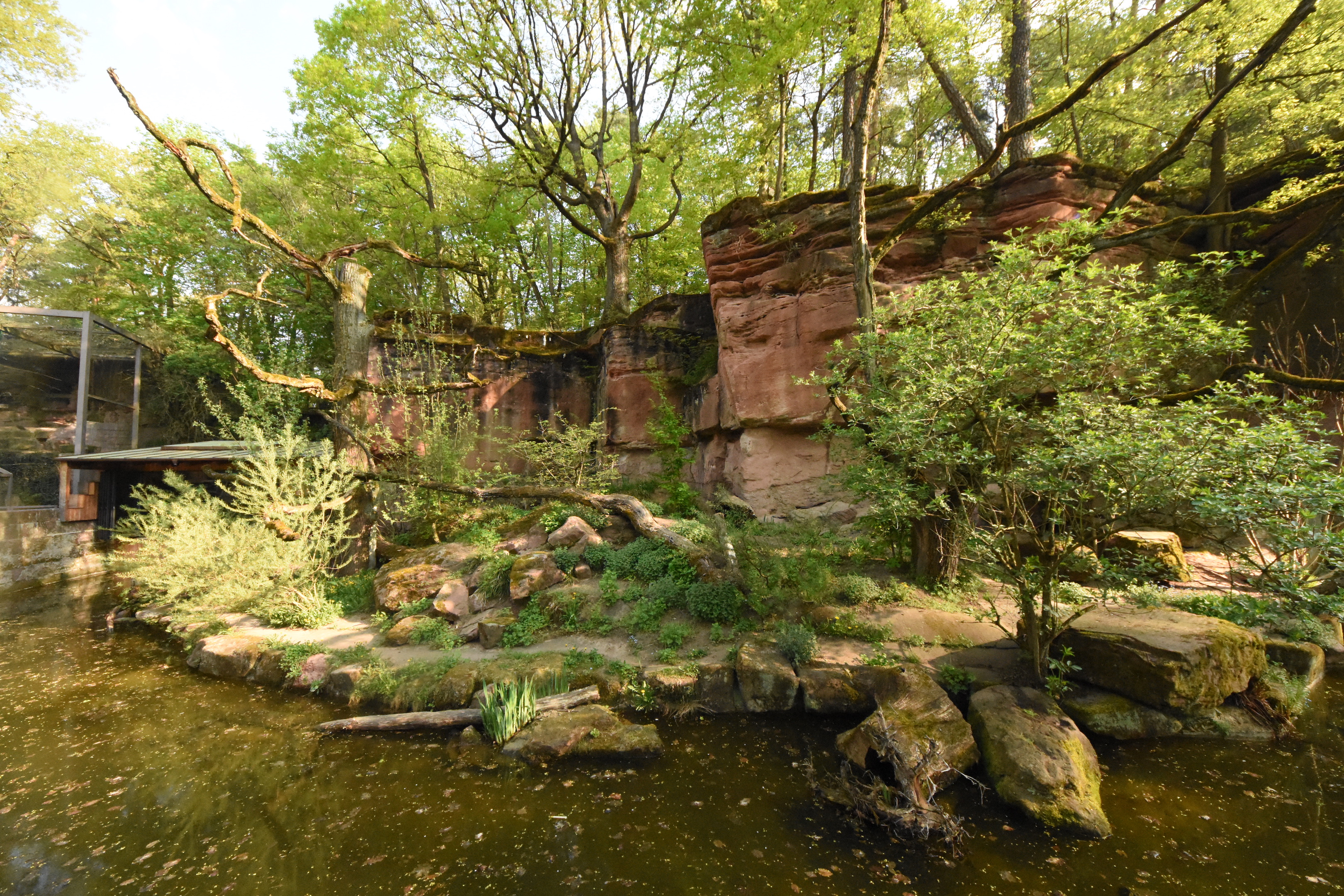 Fishing cat enclosure