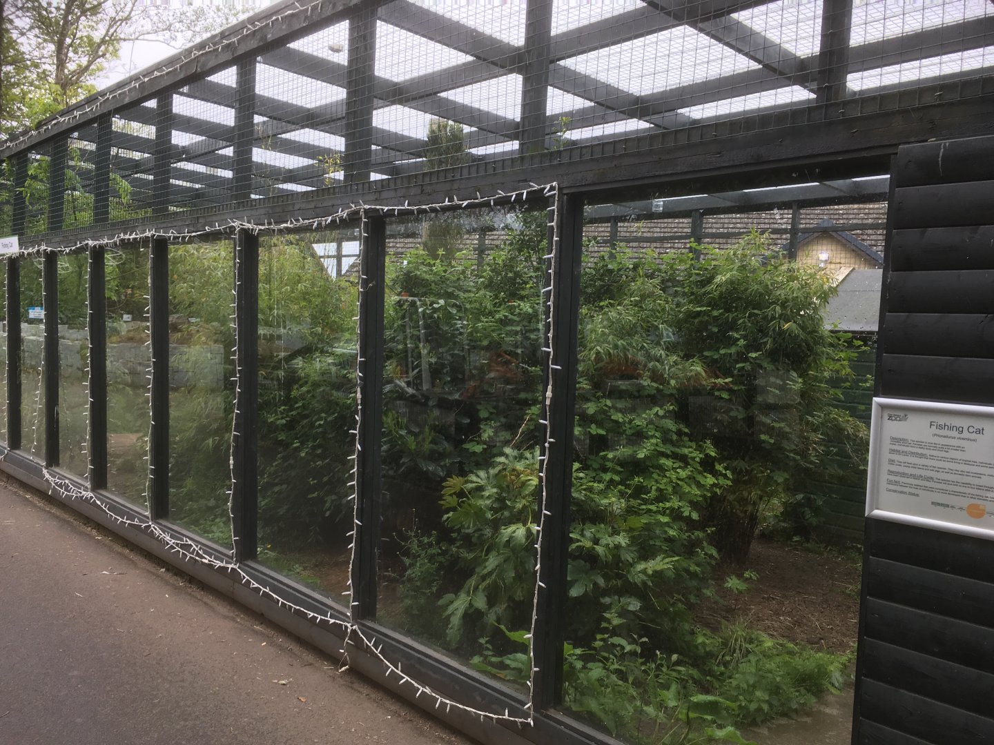 Fishing cat enclosure