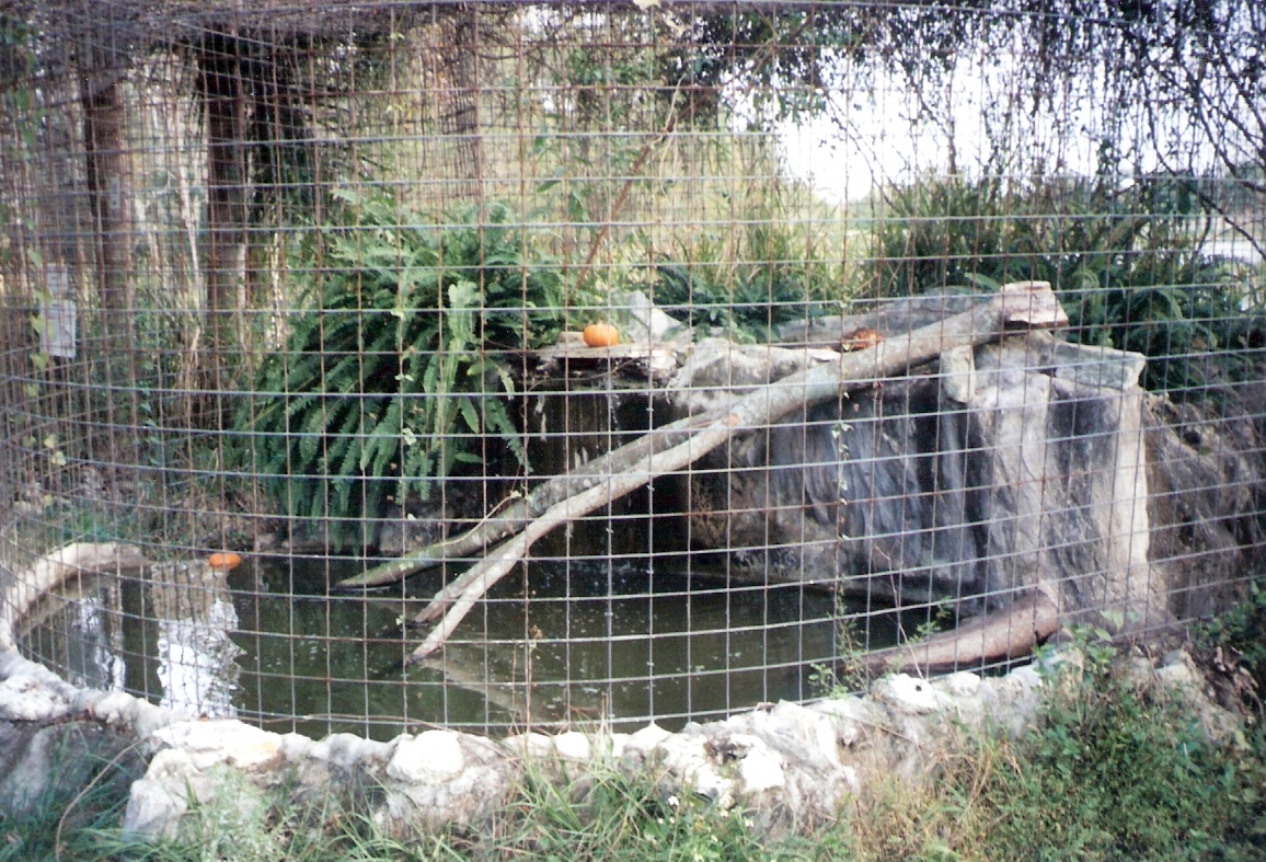 Fishing Cat Enclosure