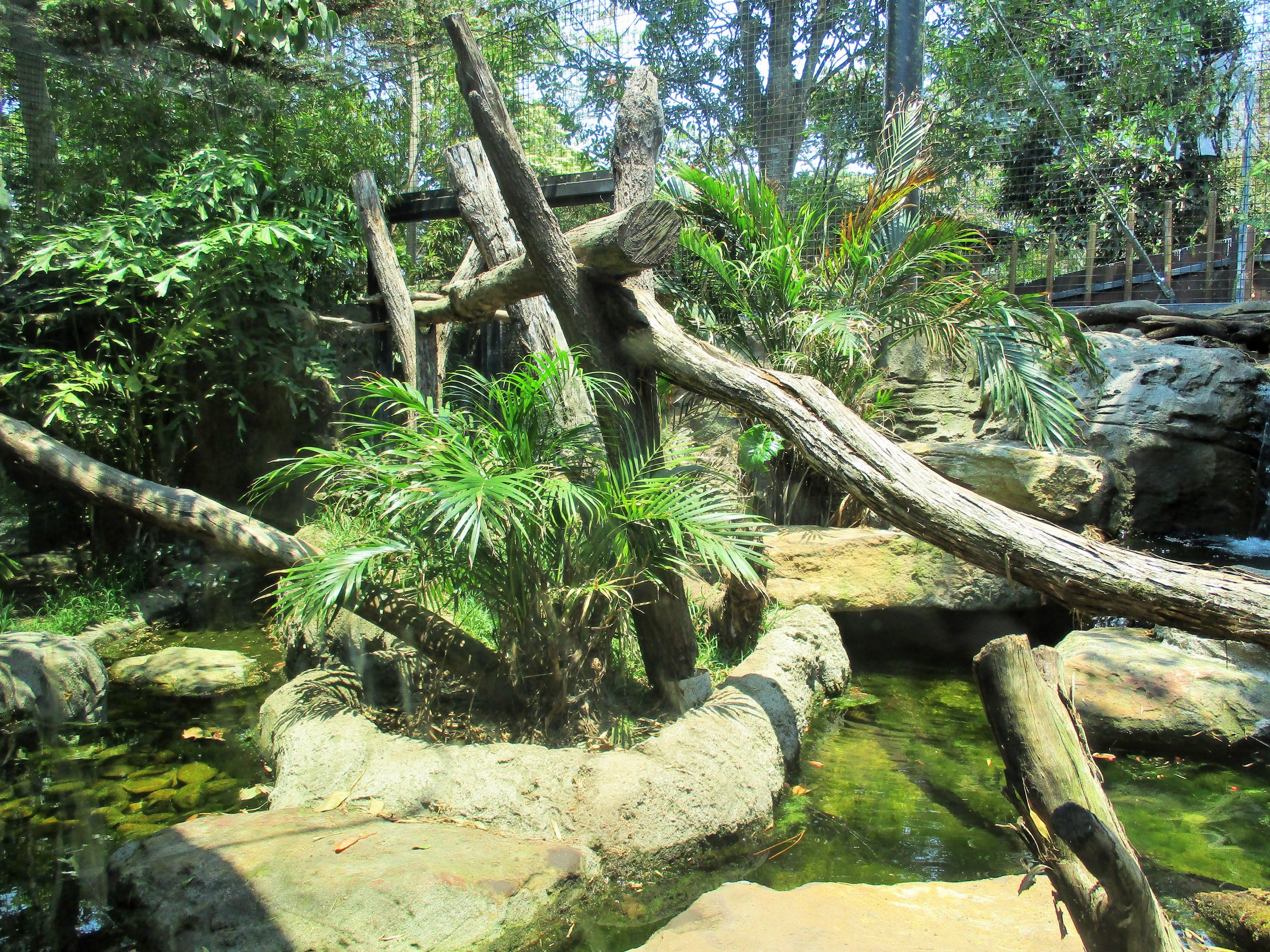 Fishing Cat Enclosure