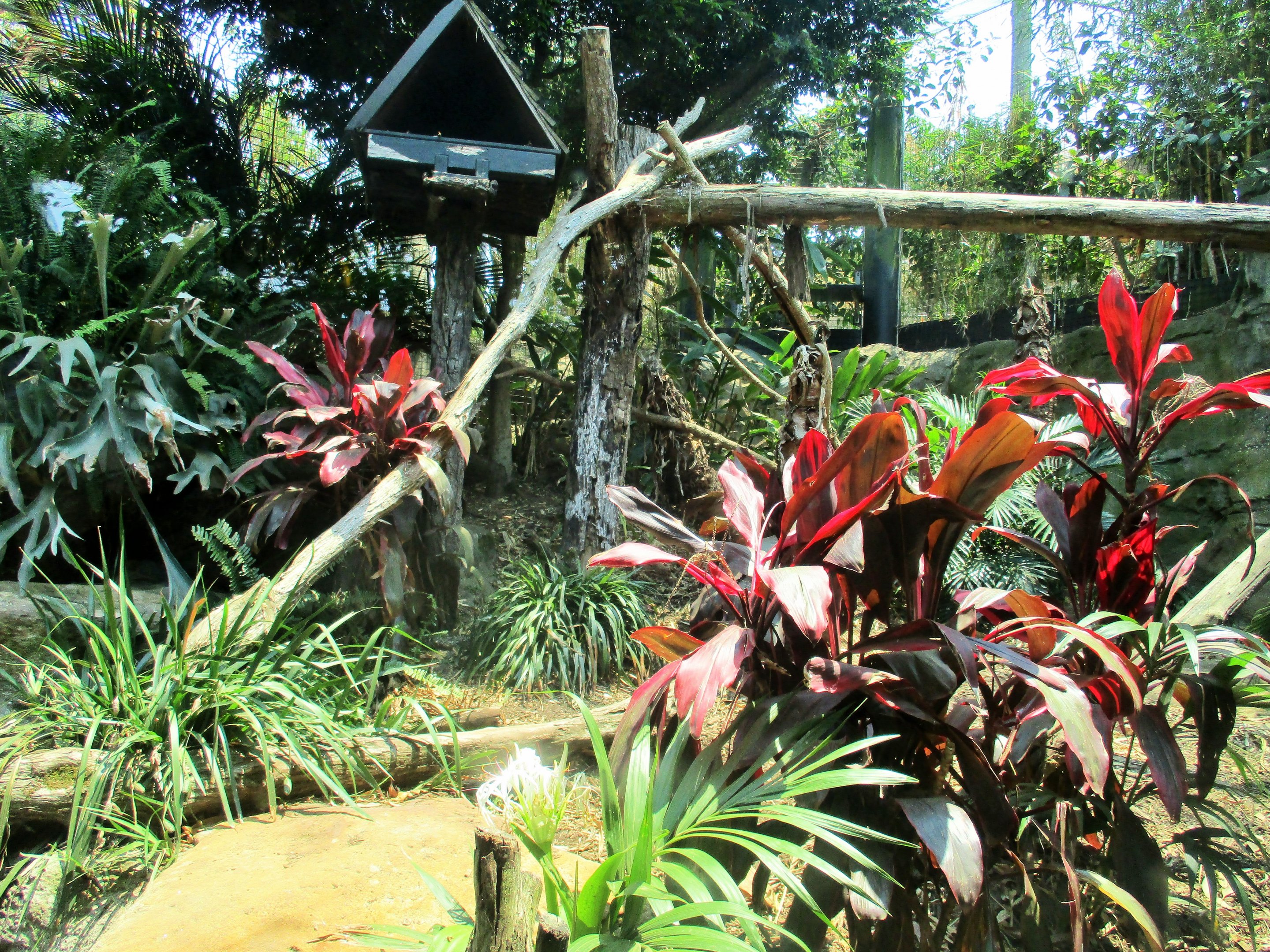 Fishing Cat Enclosure